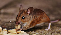 24 Hour & Emergency Exterminators in Separ, NM